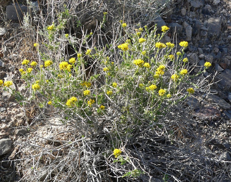Amphipappus fremontii var. spinosus