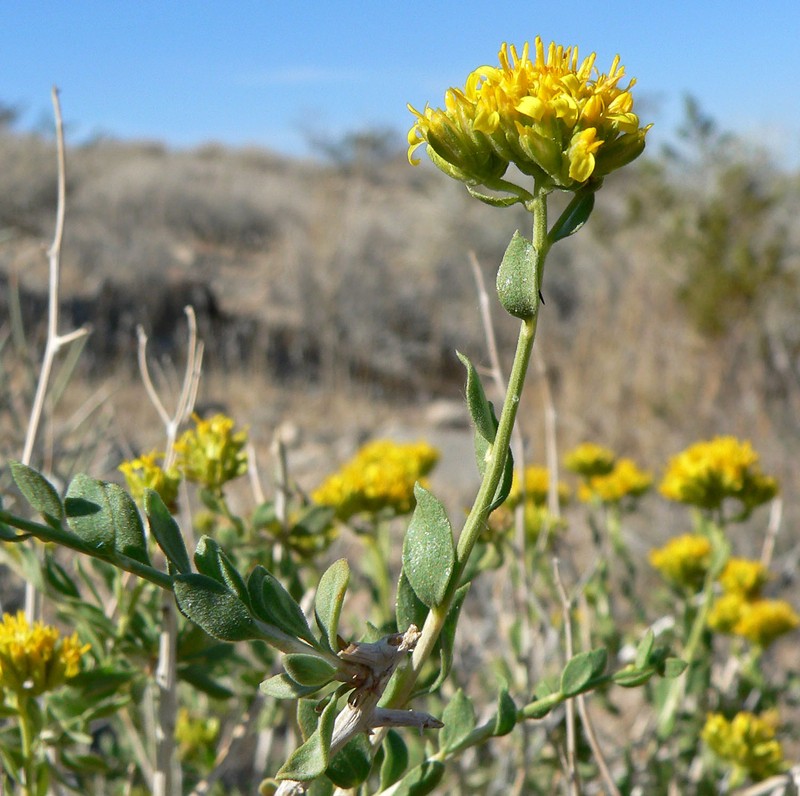 Amphipappus fremontii var. spinosus photo 6