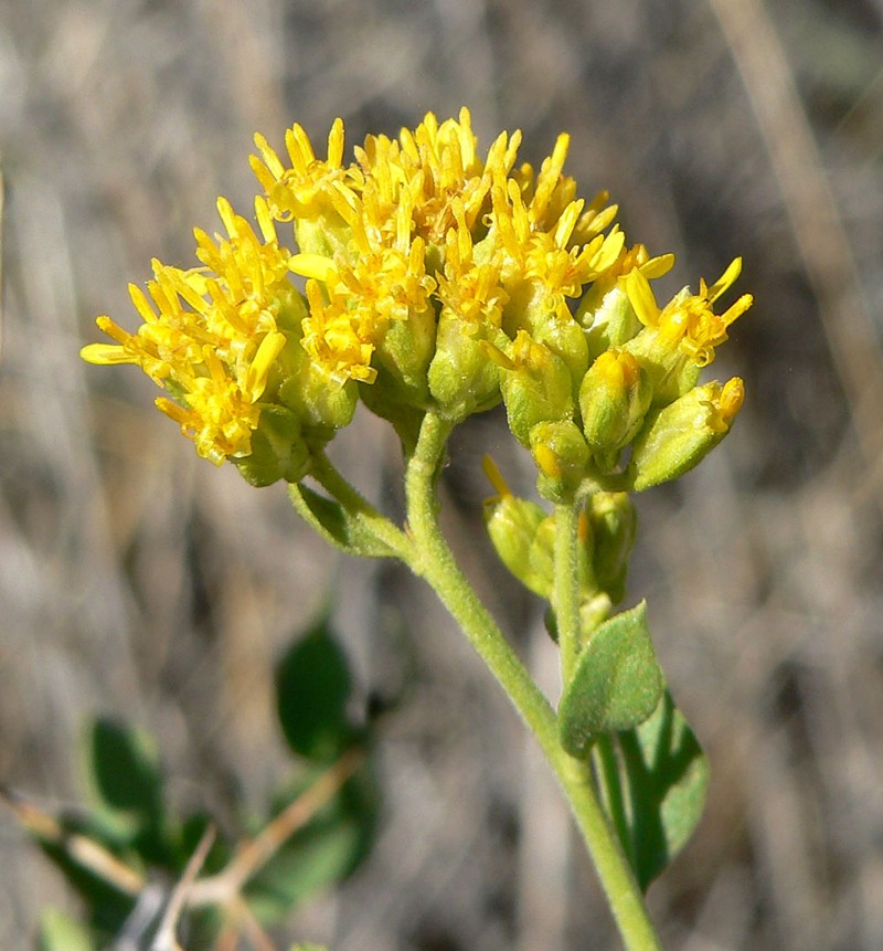 Amphipappus fremontii var. spinosus photo 8
