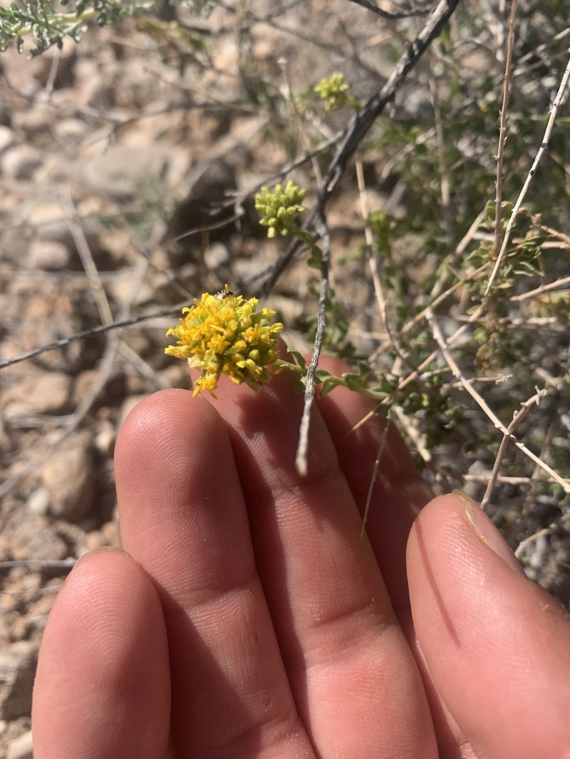 Amphipappus fremontii var. spinosus