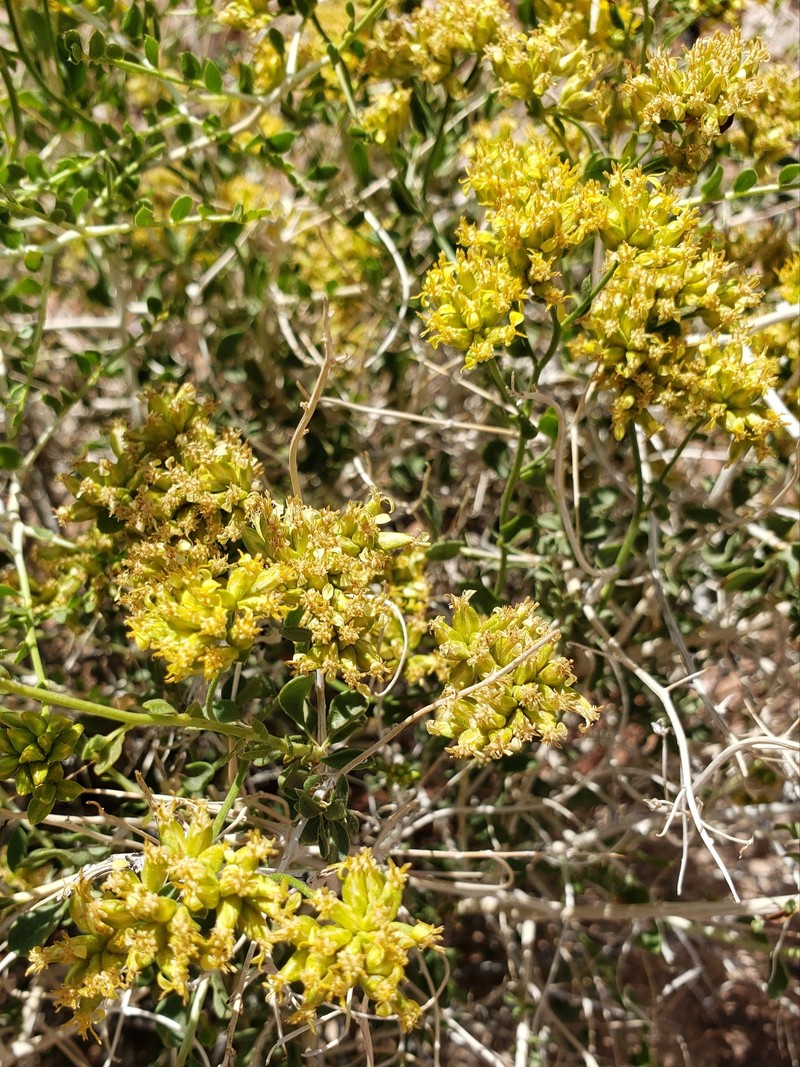 Amphipappus fremontii var. spinosus photo 2
