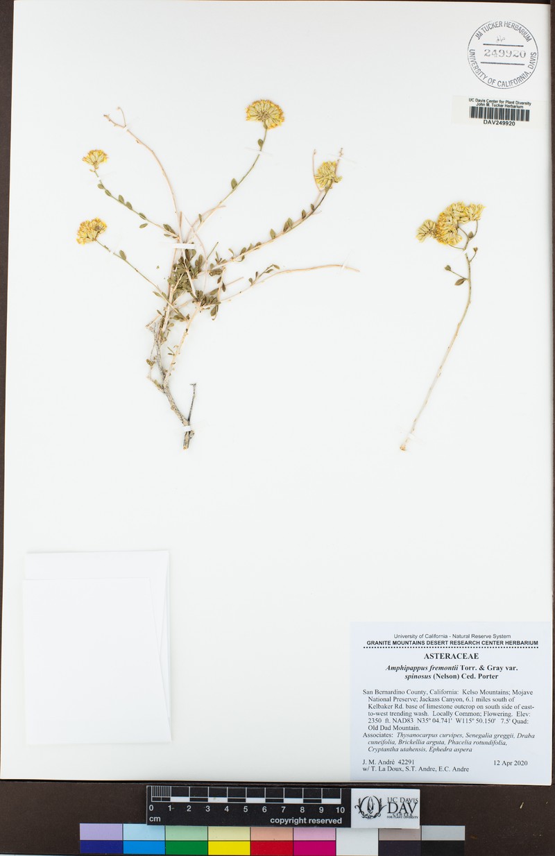 Amphipappus fremontii var. spinosus photo 3