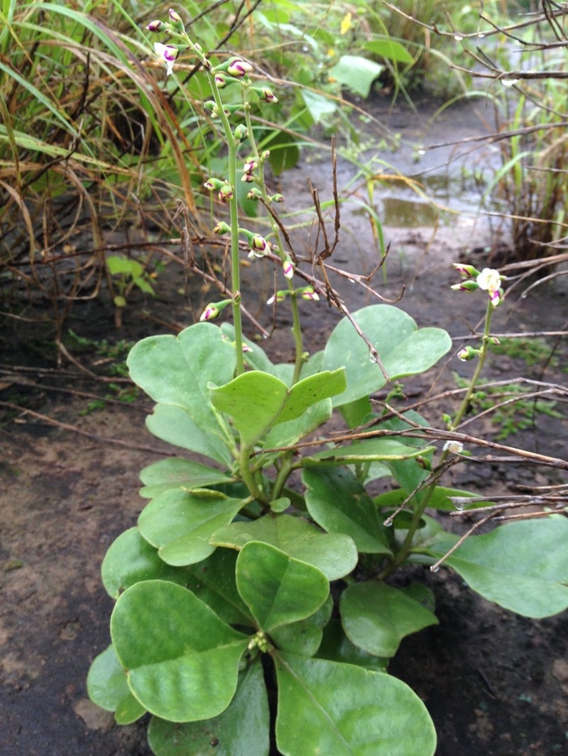Amphipetalum paraguayense