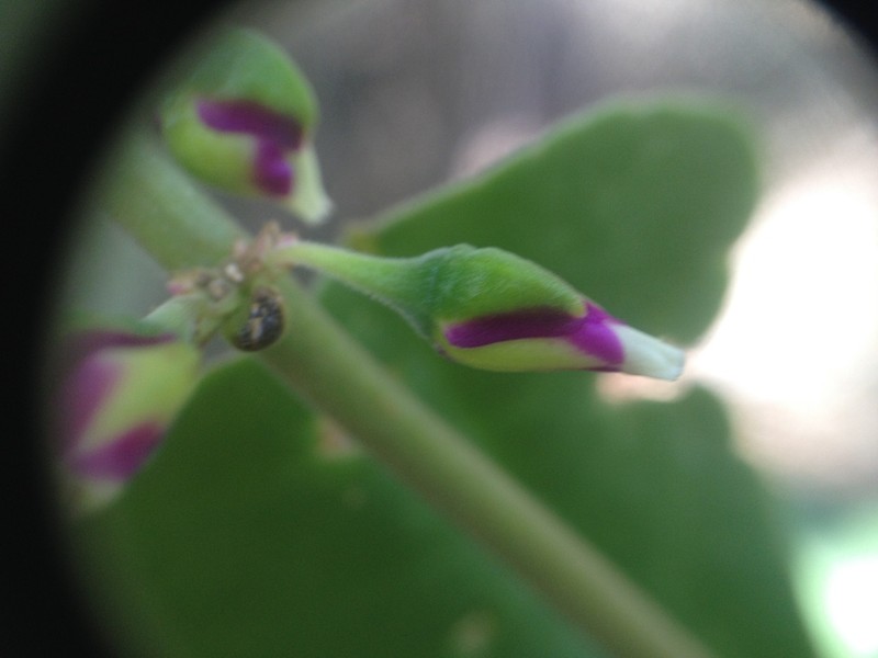 Amphipetalum paraguayense photo 2