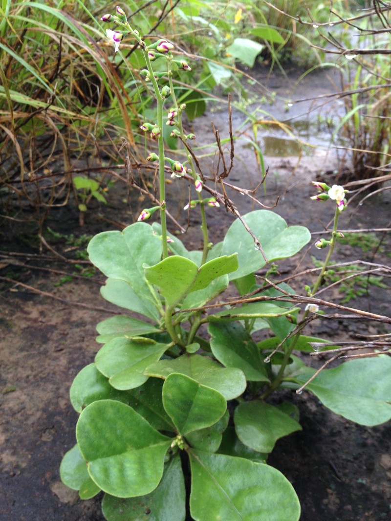Amphipetalum paraguayense photo 4