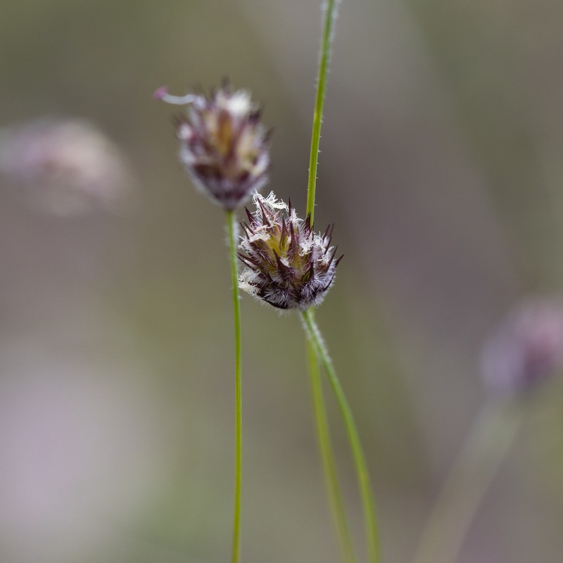 Amphipogon amphipogonoides photo 2