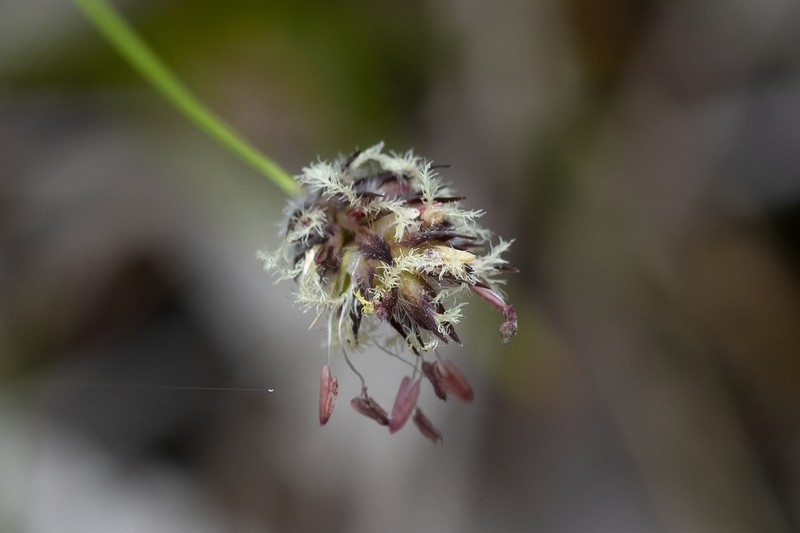 Amphipogon amphipogonoides photo 3