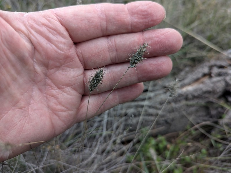 Amphipogon caricinus