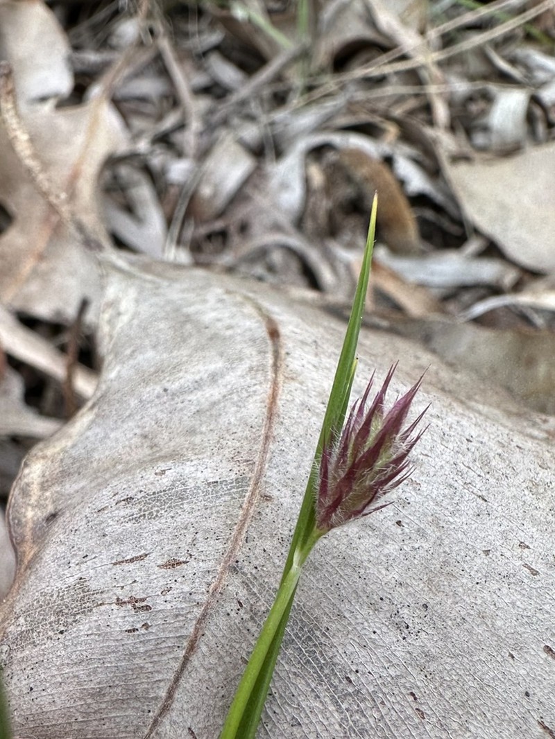 Amphipogon debilis