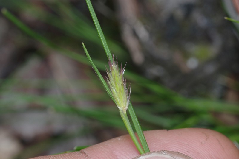 Amphipogon debilis photo 2