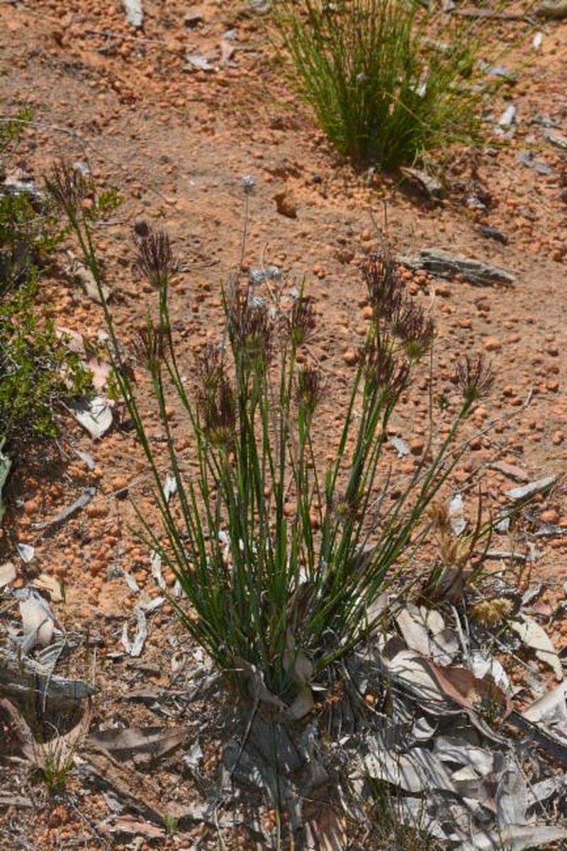 Amphipogon laguroides