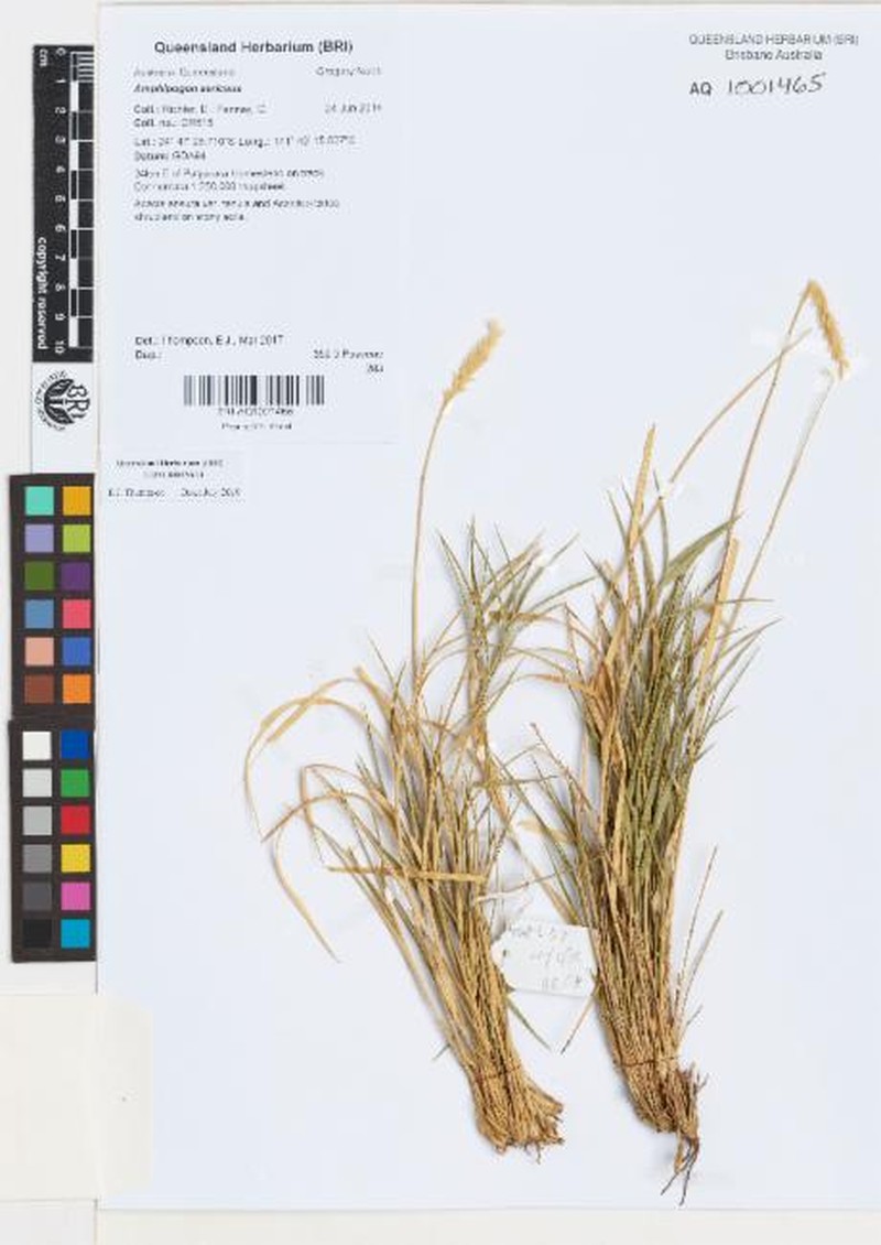 Amphipogon sericeus photo 6