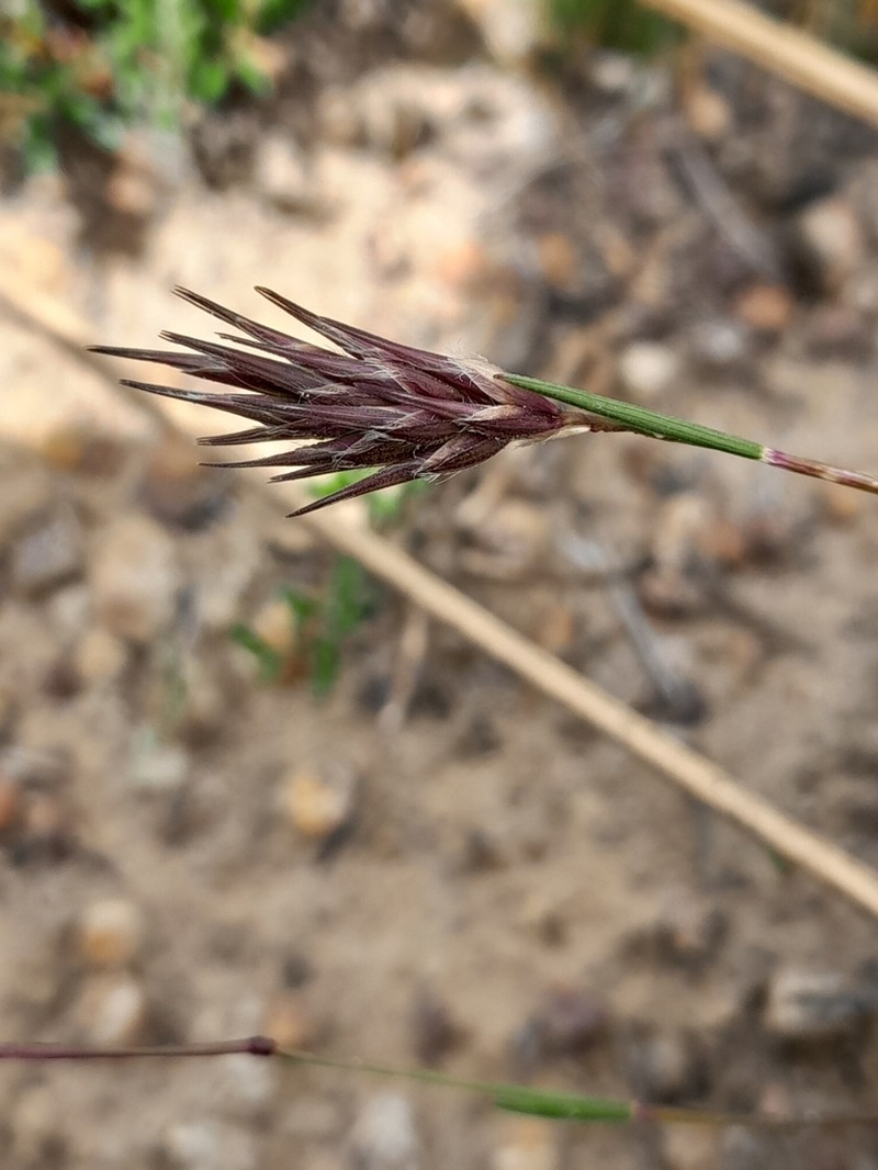 Amphipogon strictus