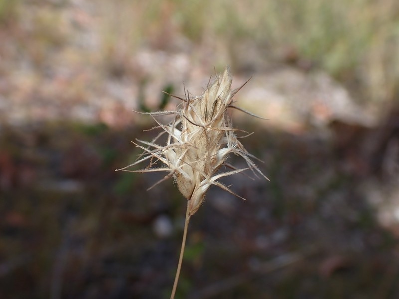 Amphipogon strictus photo 7