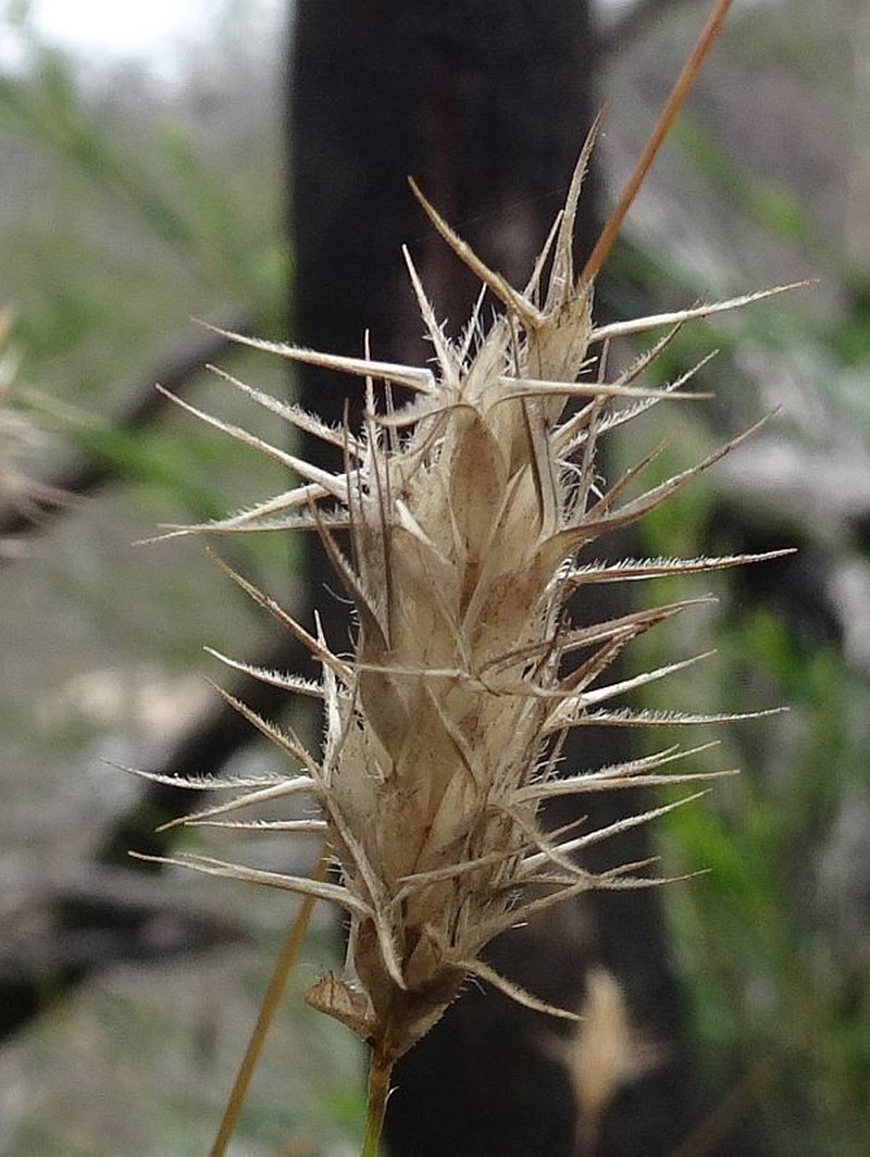 Amphipogon strictus photo 8