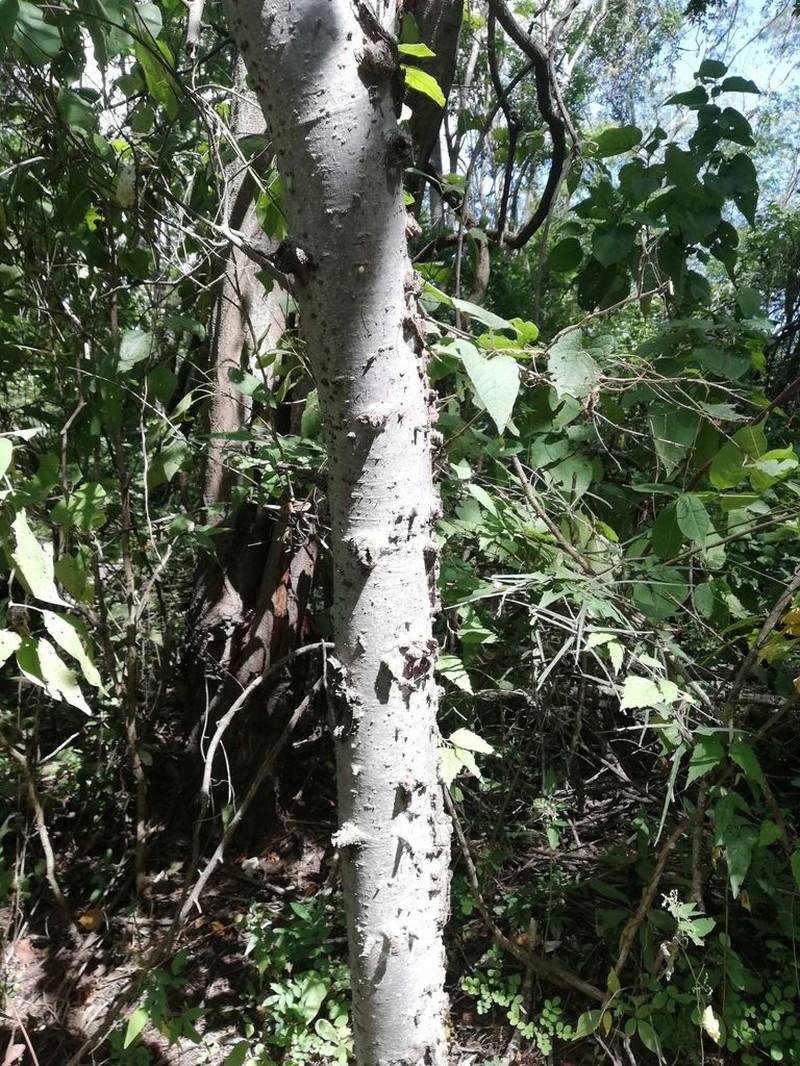 Amphipterygium glaucum
