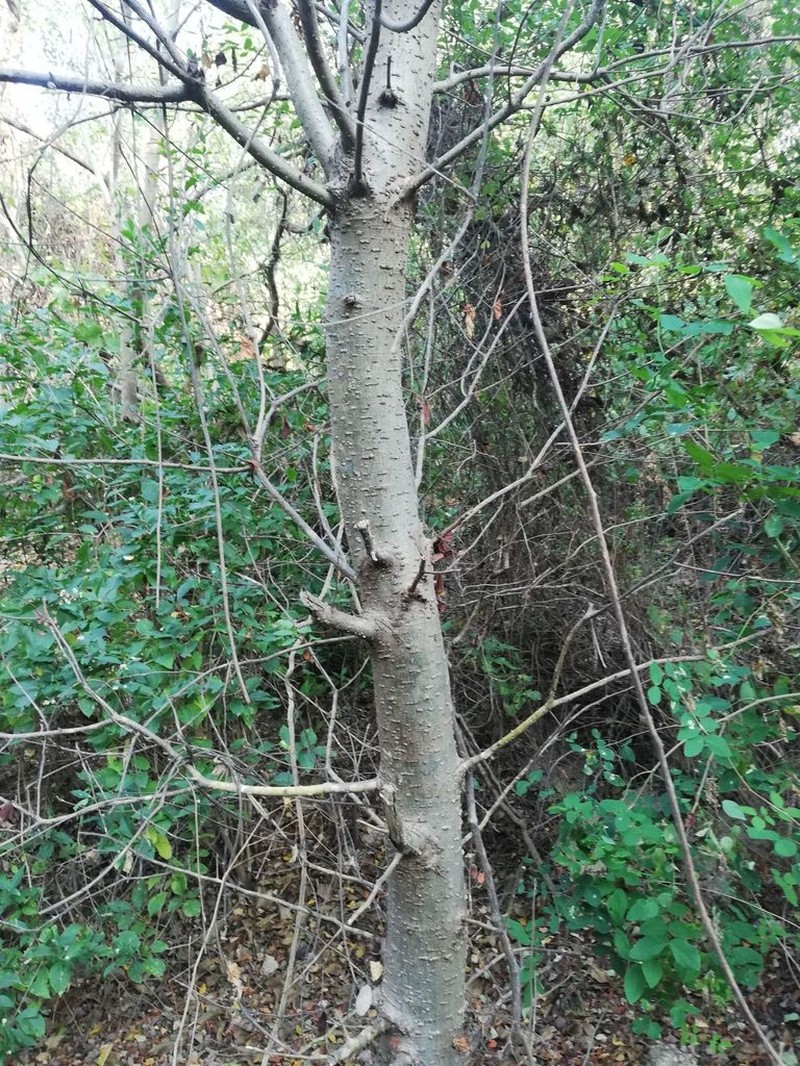 Amphipterygium glaucum photo 3