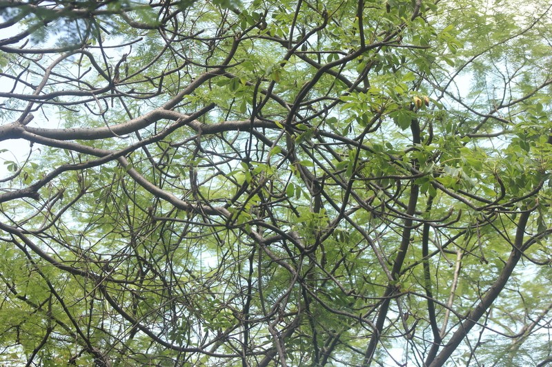 Amphipterygium glaucum photo 4