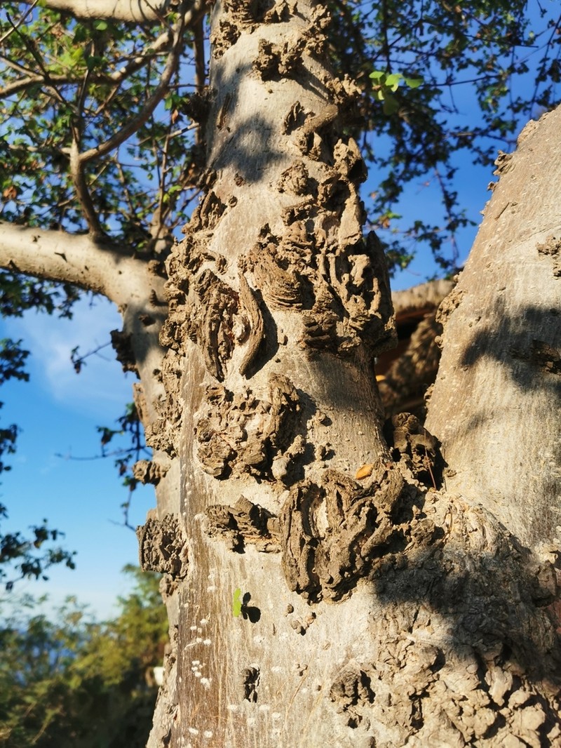 Amphipterygium glaucum photo 6