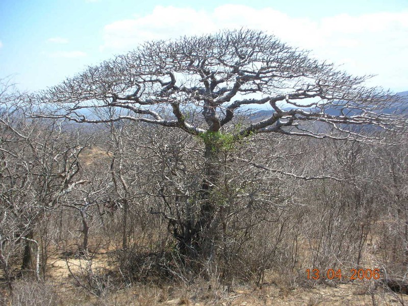 Amphipterygium simplicifolium