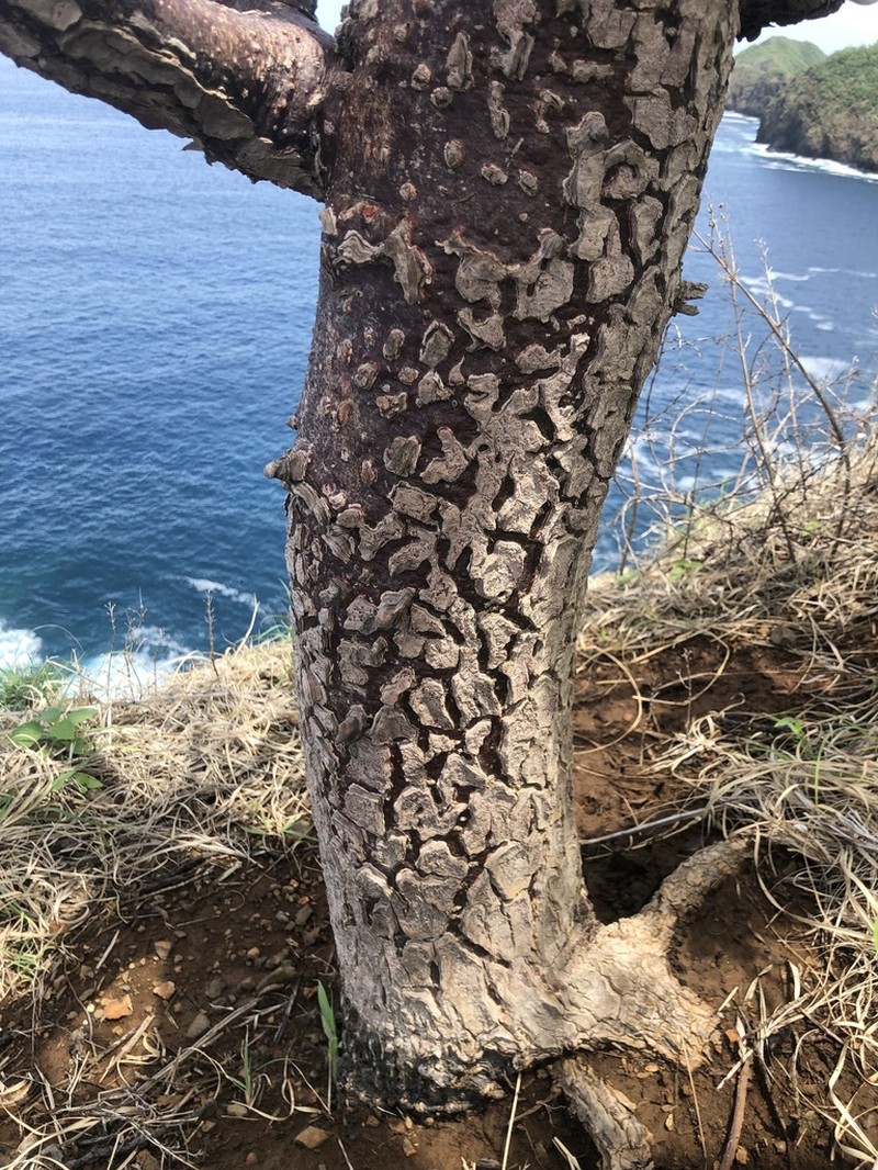 Amphipterygium simplicifolium photo 2