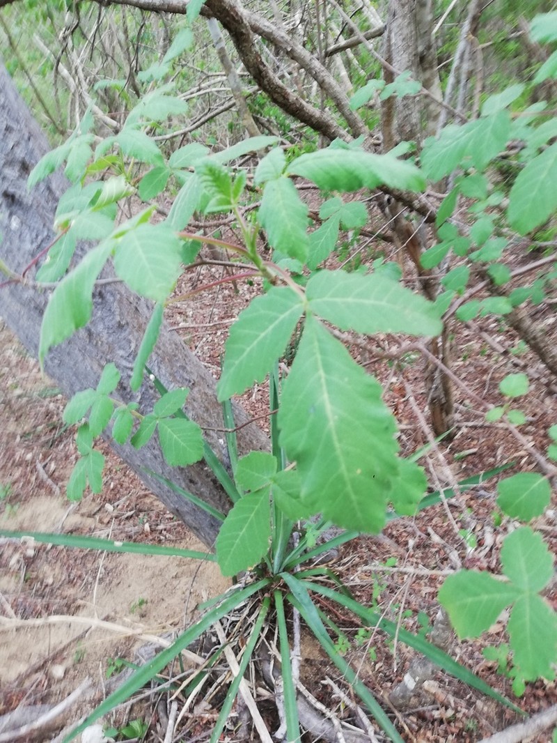 Amphipterygium simplicifolium photo 3