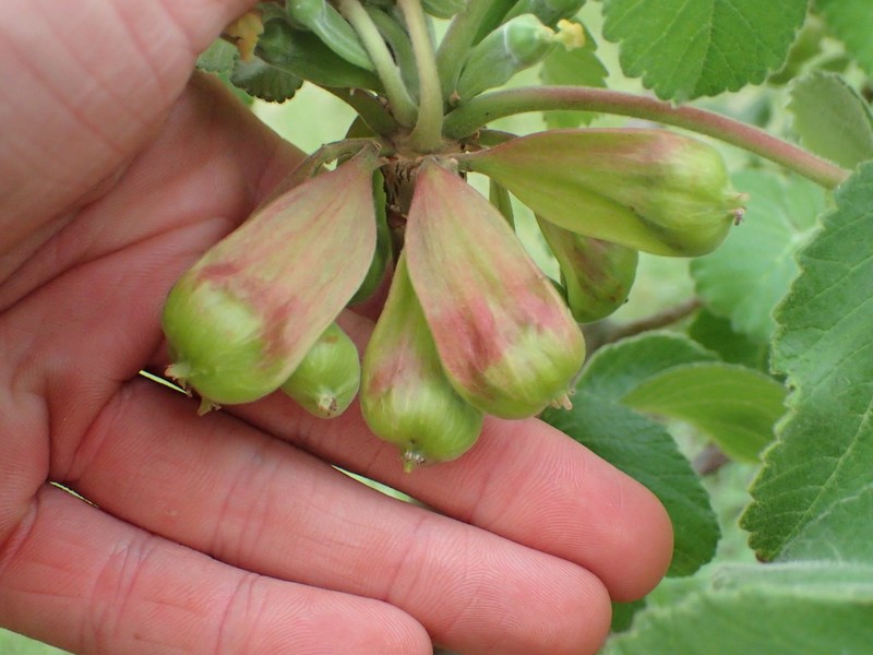 Amphipterygium simplicifolium photo 4