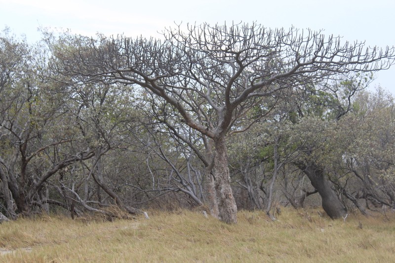 Amphipterygium simplicifolium photo 5