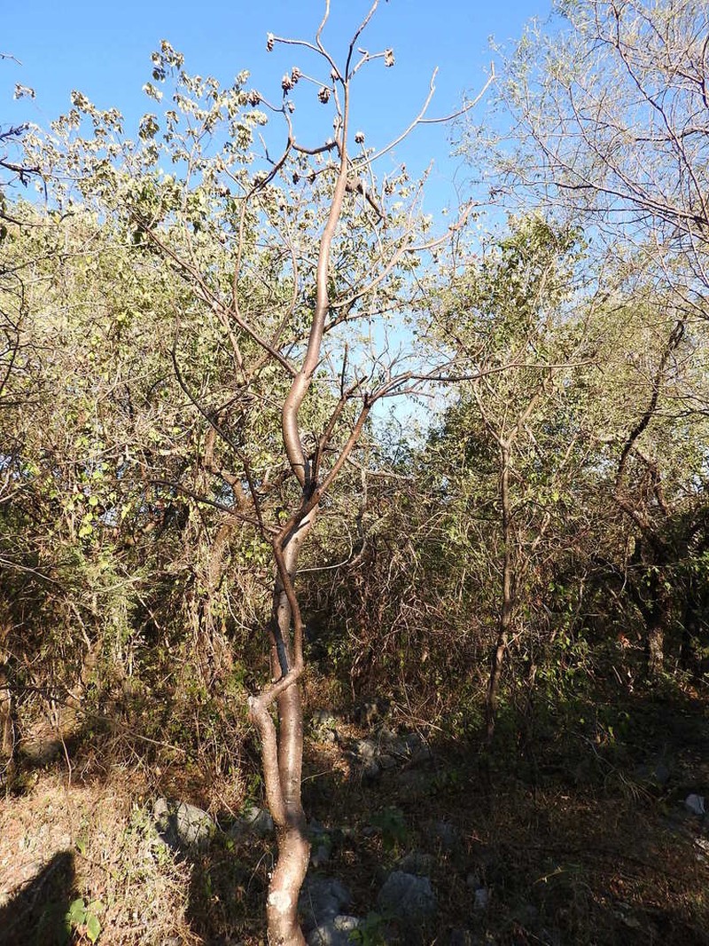 Amphipterygium simplicifolium photo 6