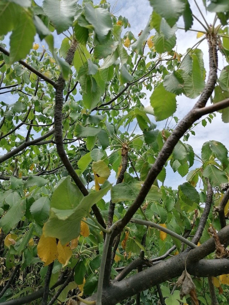 Amphipterygium simplicifolium photo 7