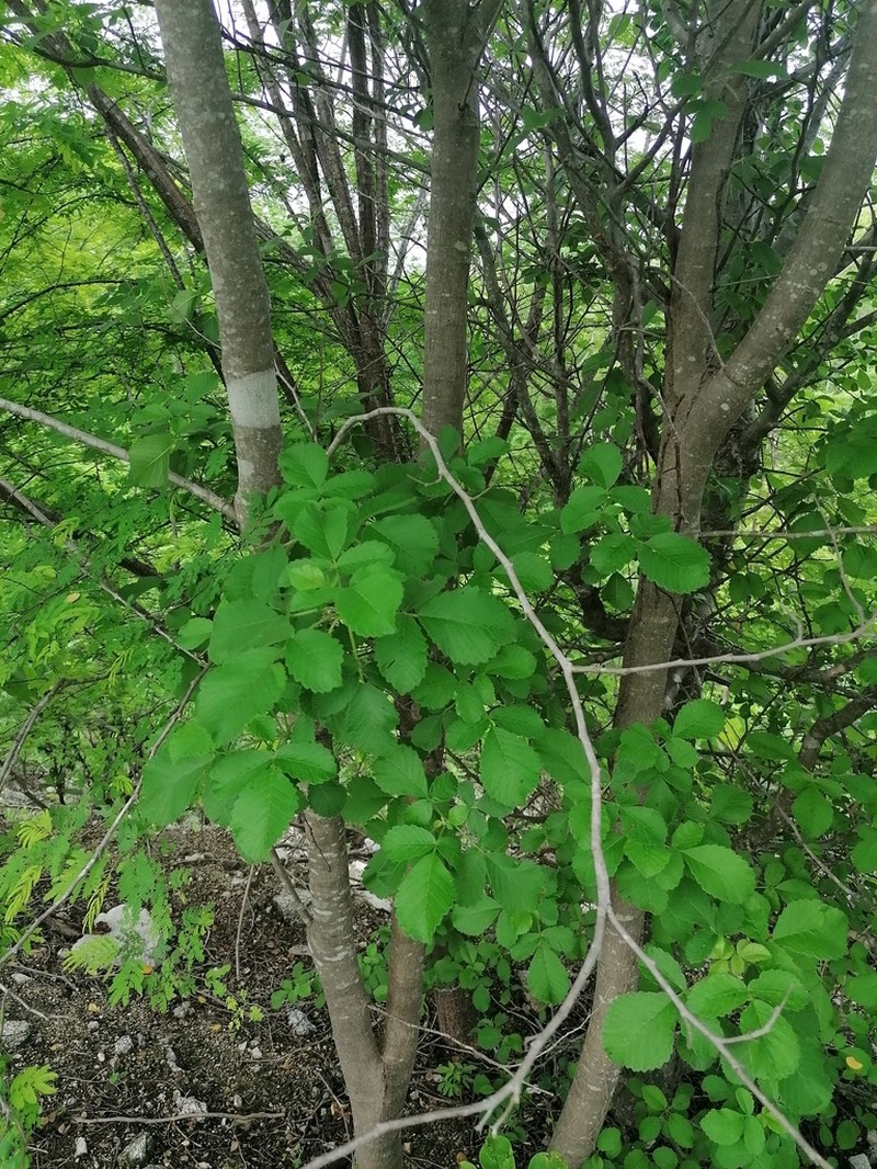 Amphipterygium simplicifolium photo 8