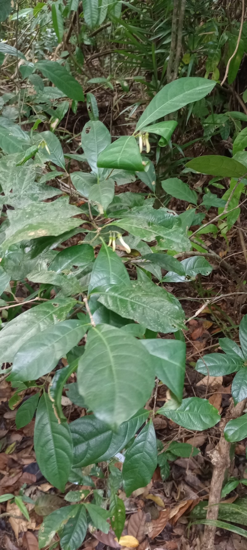 Amphirrhox grandifolia