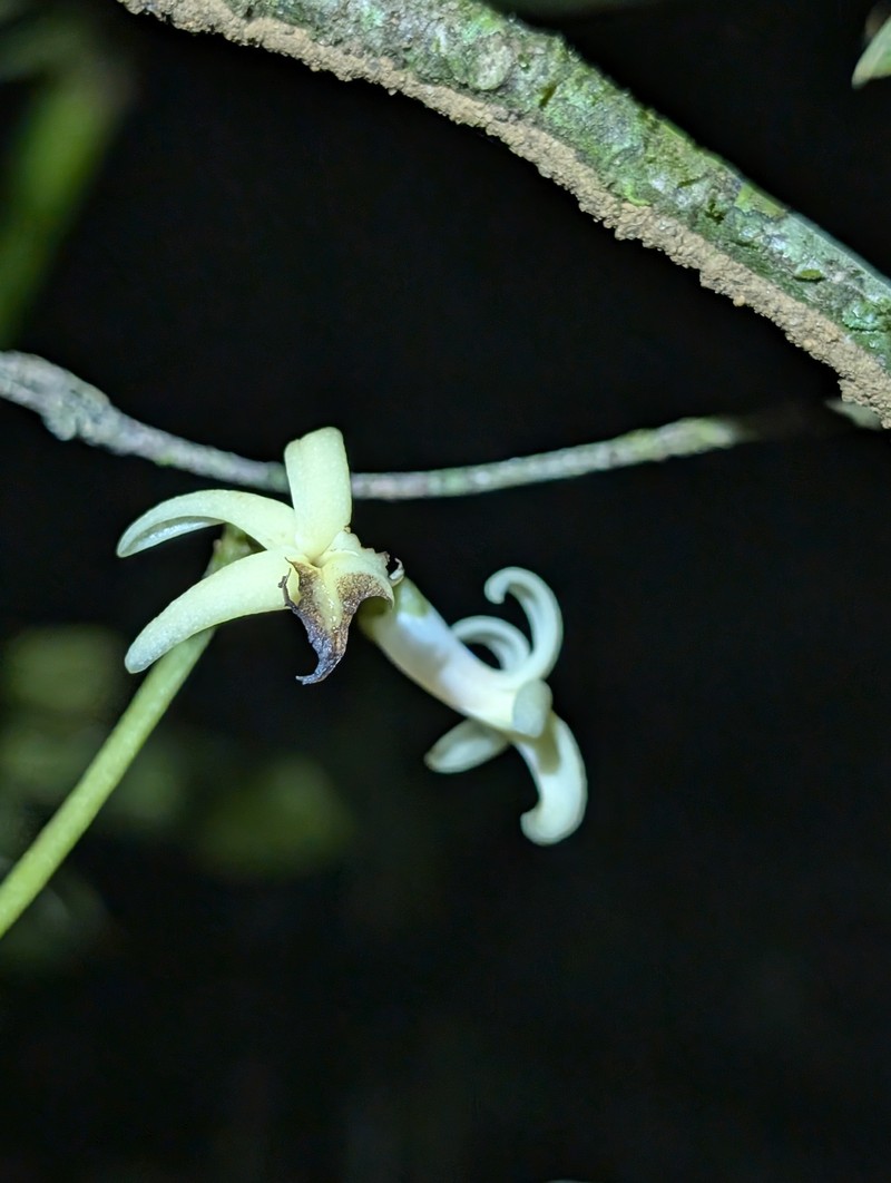 Amphirrhox grandifolia photo 2