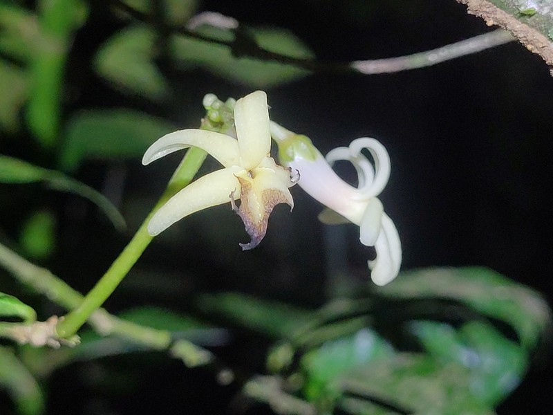 Amphirrhox grandifolia photo 3
