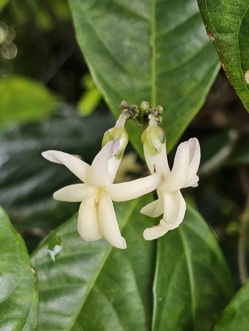 Amphirrhox grandifolia photo 4