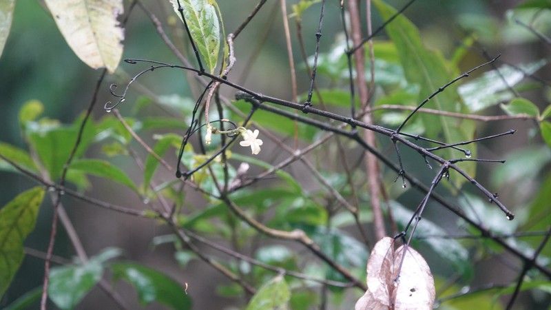 Amphirrhox grandifolia photo 5