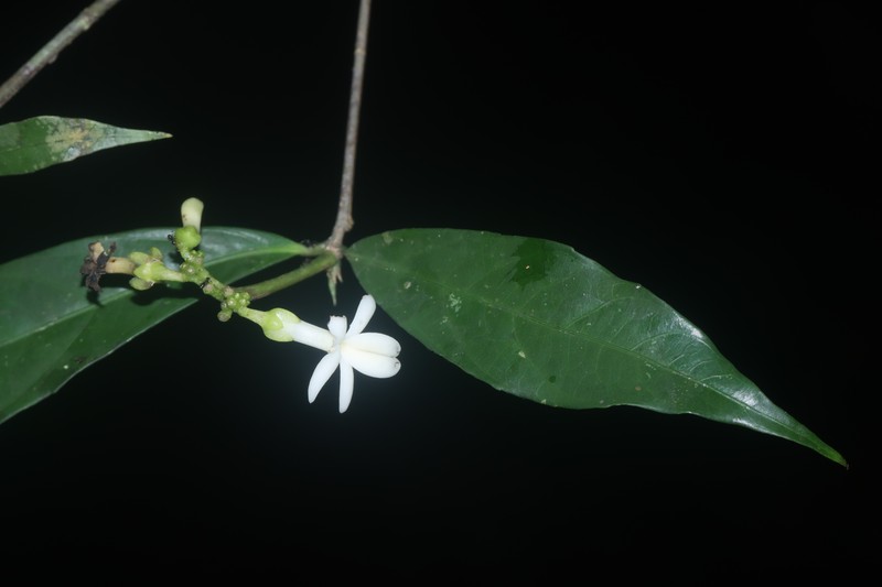 Amphirrhox grandifolia photo 6