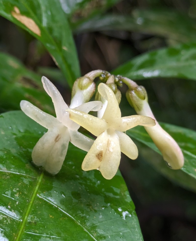 Amphirrhox grandifolia photo 7