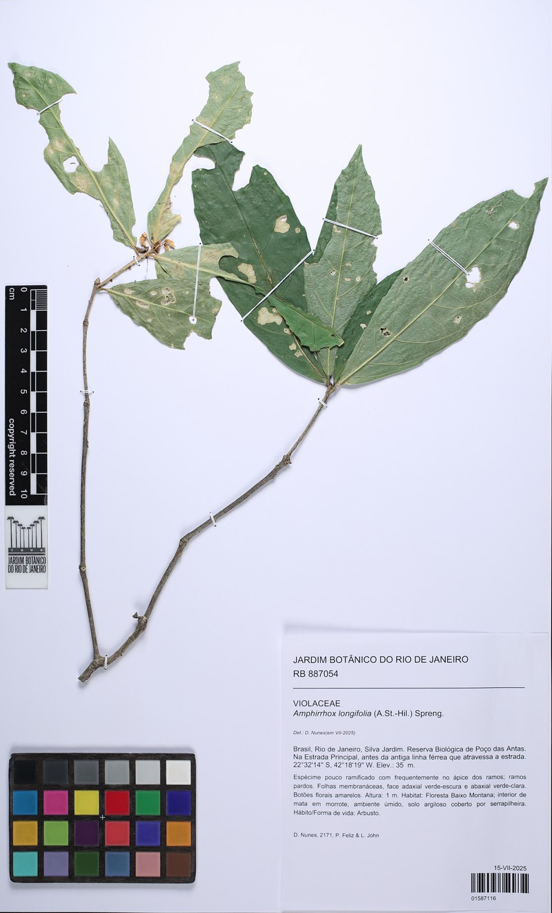 Amphirrhox grandifolia photo 8