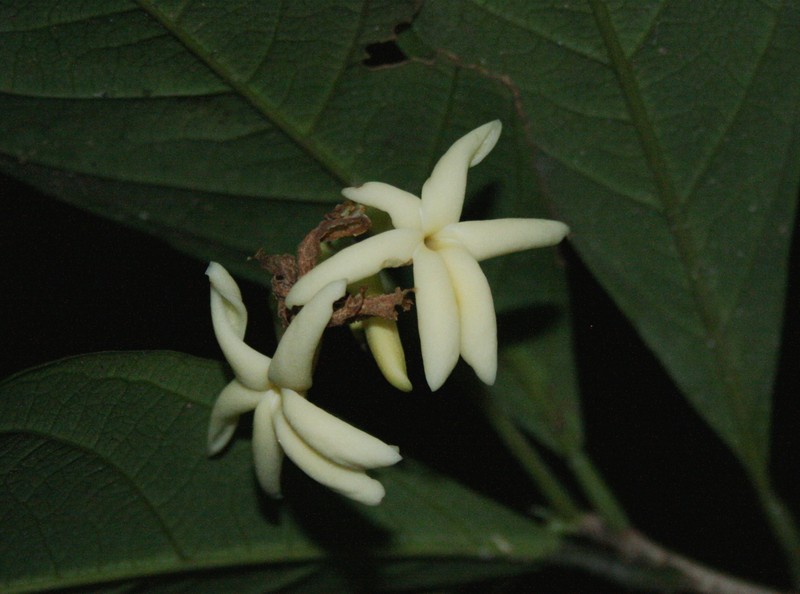 Amphirrhox longifolia