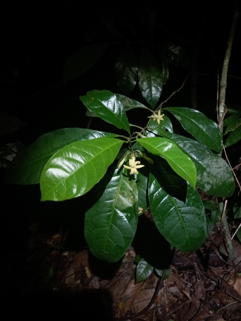Amphirrhox longifolia photo 2