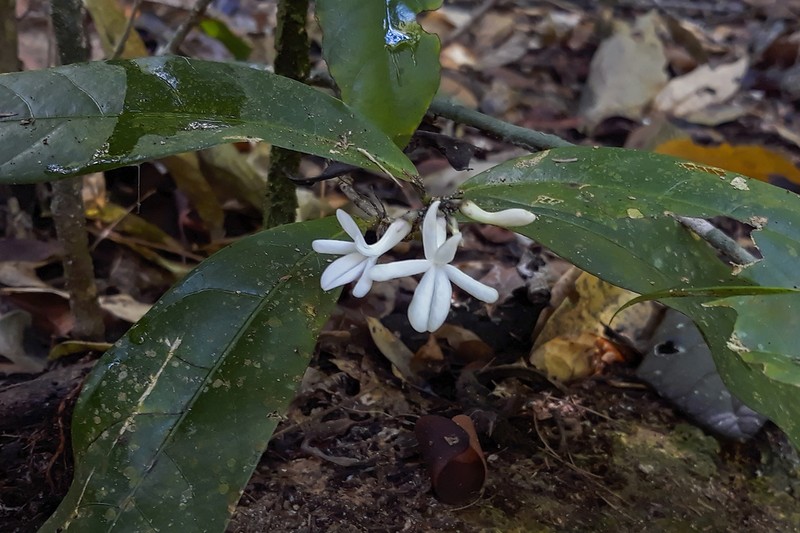 Amphirrhox longifolia photo 3