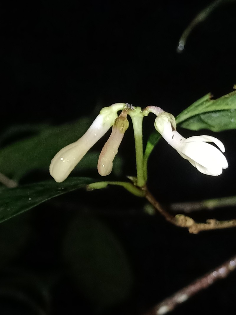 Amphirrhox longifolia photo 4