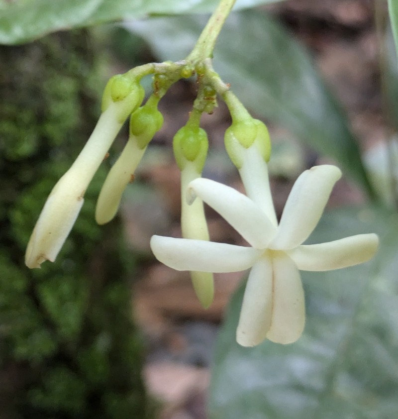 Amphirrhox longifolia photo 5