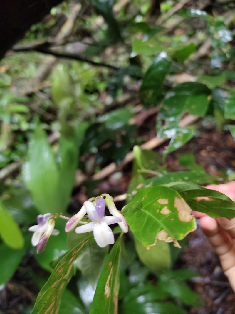 Amphirrhox longifolia photo 7