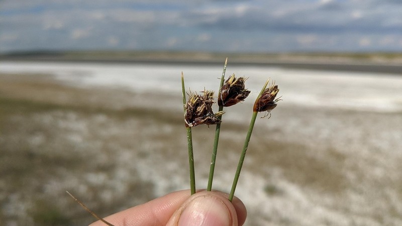 Nevada Bulrush photo 3