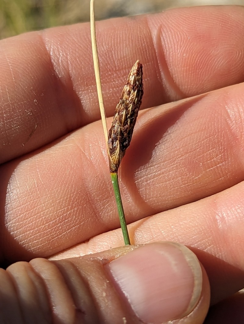Nevada Bulrush photo 6