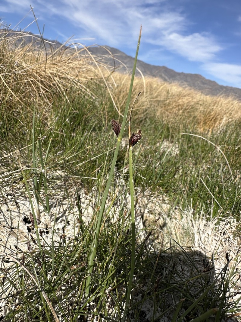 Nevada Bulrush photo 7