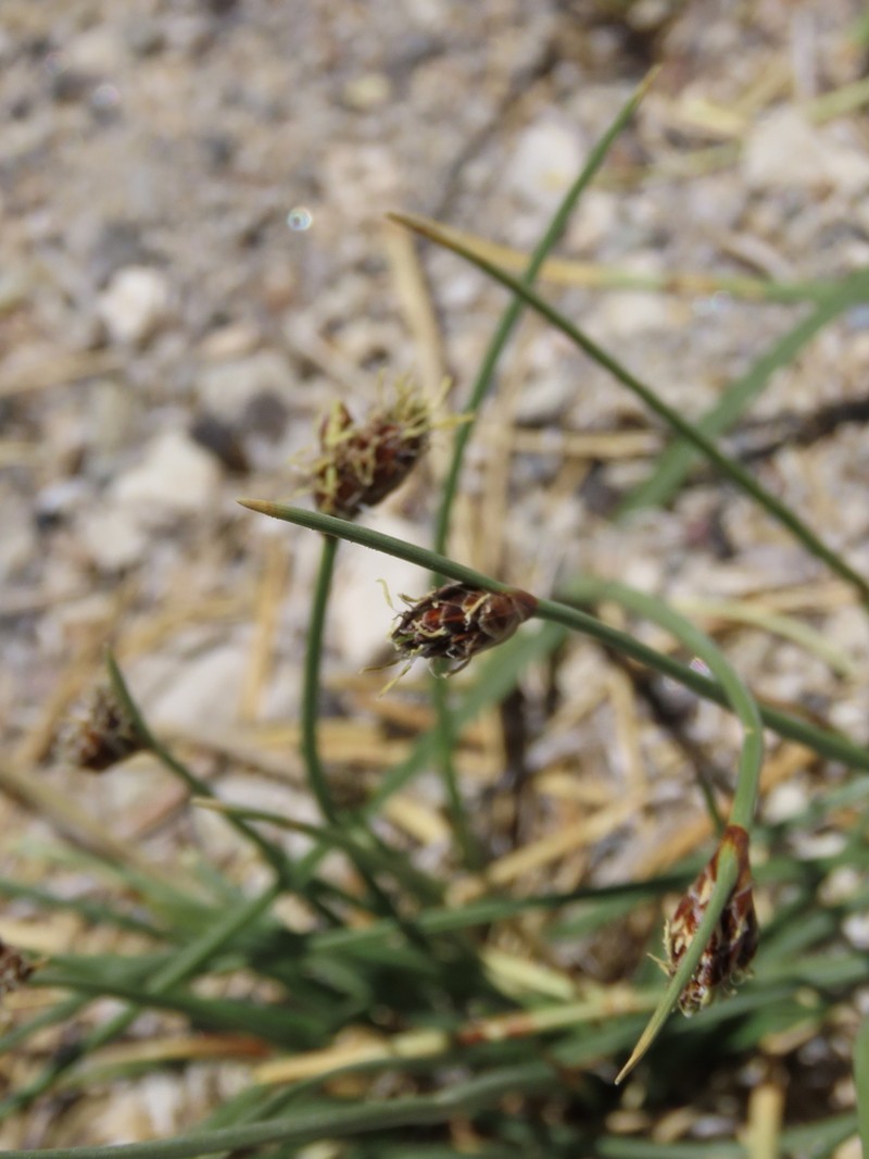 Nevada Bulrush photo 8