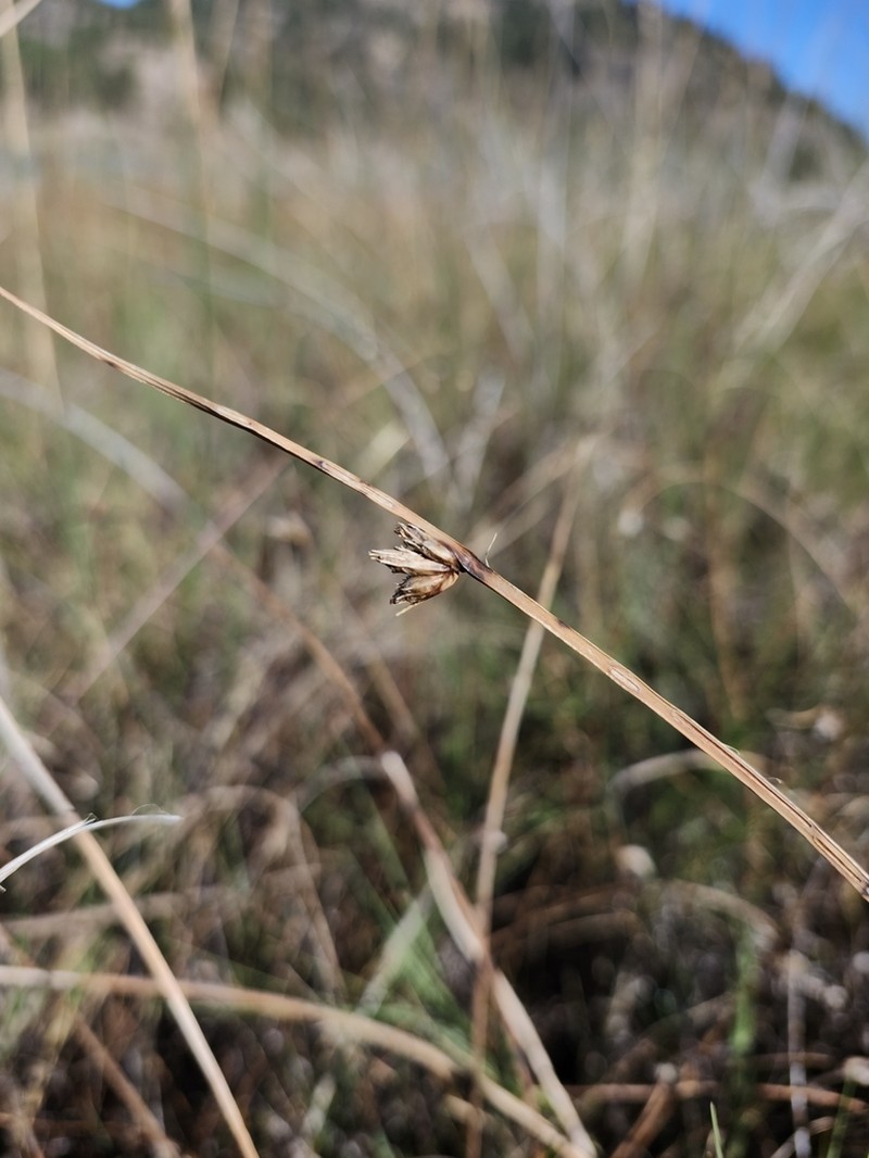 Nevada Bulrush photo 9